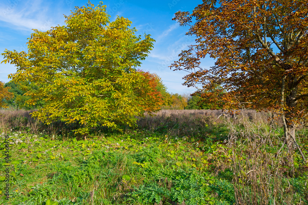 Fototapeta premium Chestnut tree in a field in autumn colors