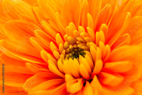 Orange  Chrysanthemum Flower Centre Closeup