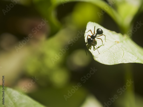 Black ant on a leaf  © saran_poroong