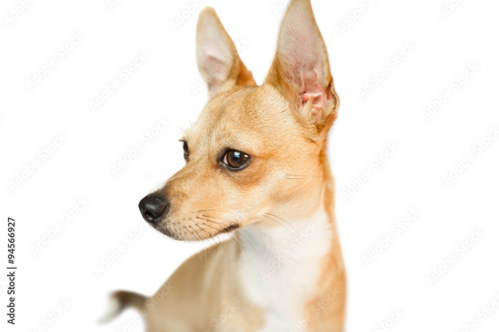 Cute dog with pointy ears