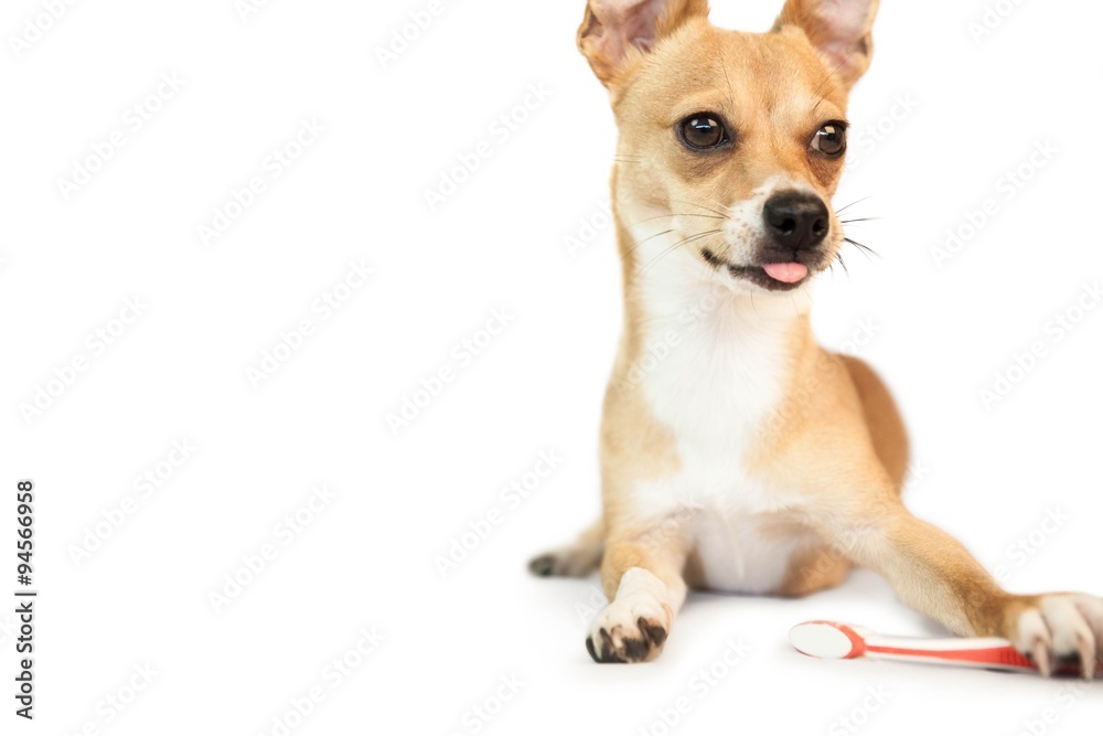 Obraz premium Cute dog chewing on toothbrush