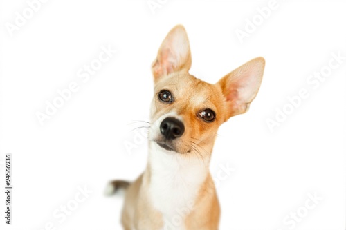 Cute dog with pointy ears © WavebreakMediaMicro