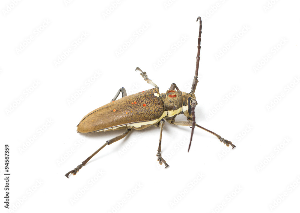 Mango tree borer isolated on white. Mango tree borer isolated on white.