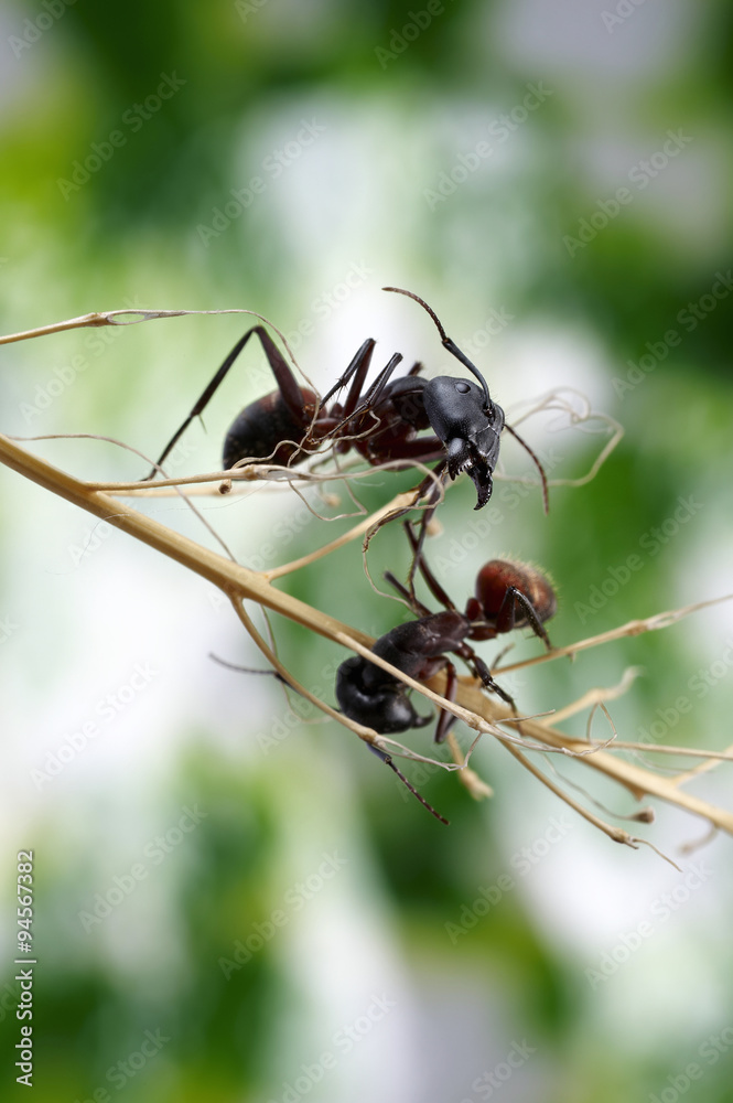 custom made wallpaper toronto digitalTwo ants on a branch