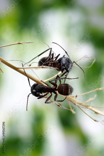 Two ants on a branch