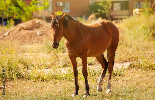 Horse in sity