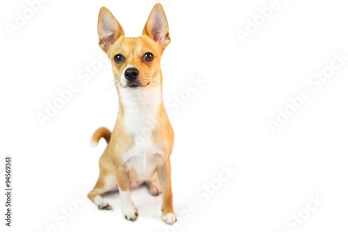Fototapeta Naklejka Na Ścianę i Meble -  Cute little chihuahua dog