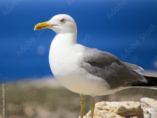 seagull