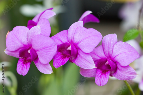 Purple orchid flowers.