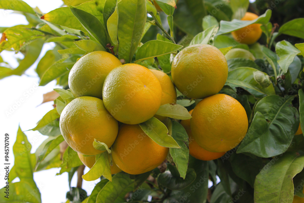 Mandarins on Tree