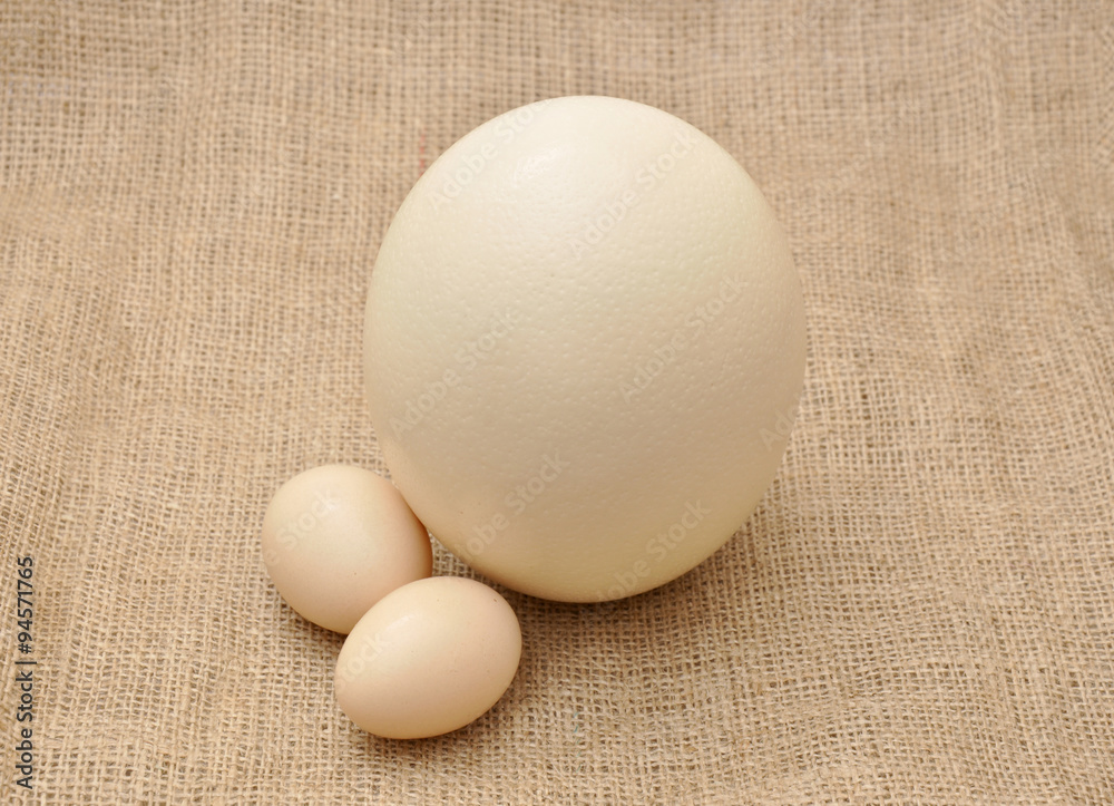 Ostrich egg with two chicken eggs