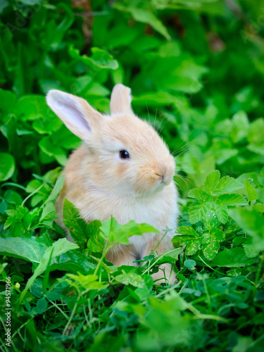 Little rabbit in green grass