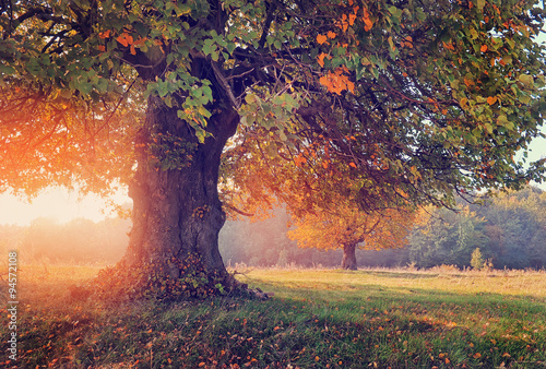 Fototapeta Naklejka Na Ścianę i Meble -  Autumn landscape with tree in sunlight