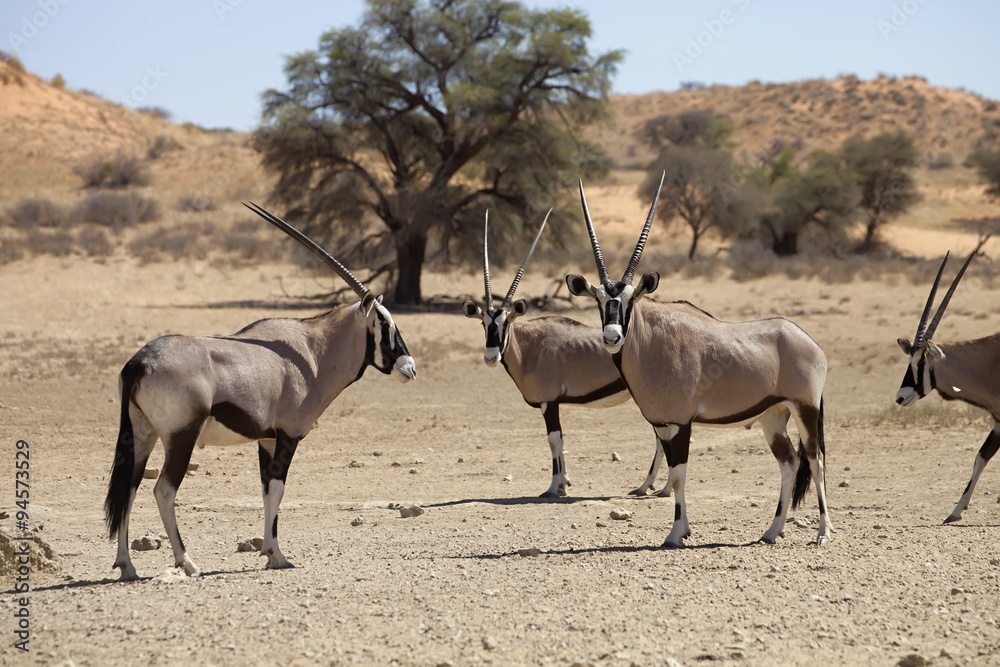 Gemsbok, Oryx gazela, Gemsbok National Park, South Africa Gemsbok, Oryx gazela, Gemsbok National Park, South Africa