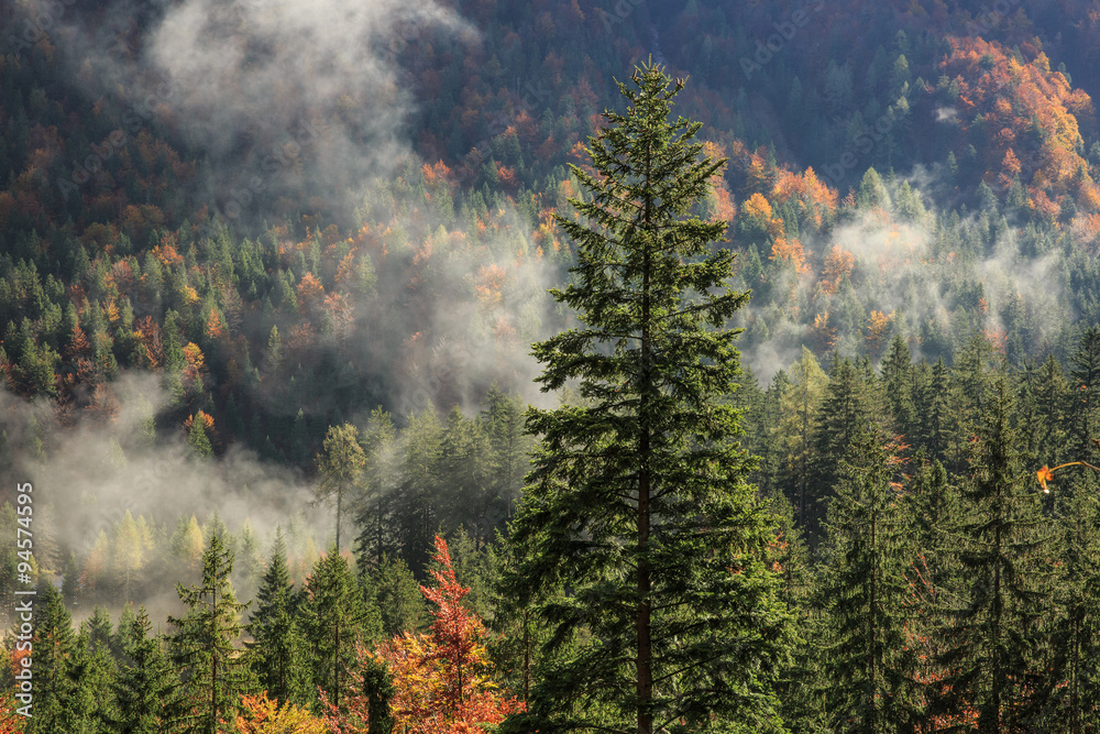 Coniferous and deciduous mountain forest in autumn colors