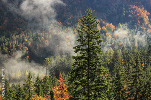 Obraz na płótnie Coniferous and deciduous mountain forest in autumn colors w salonie