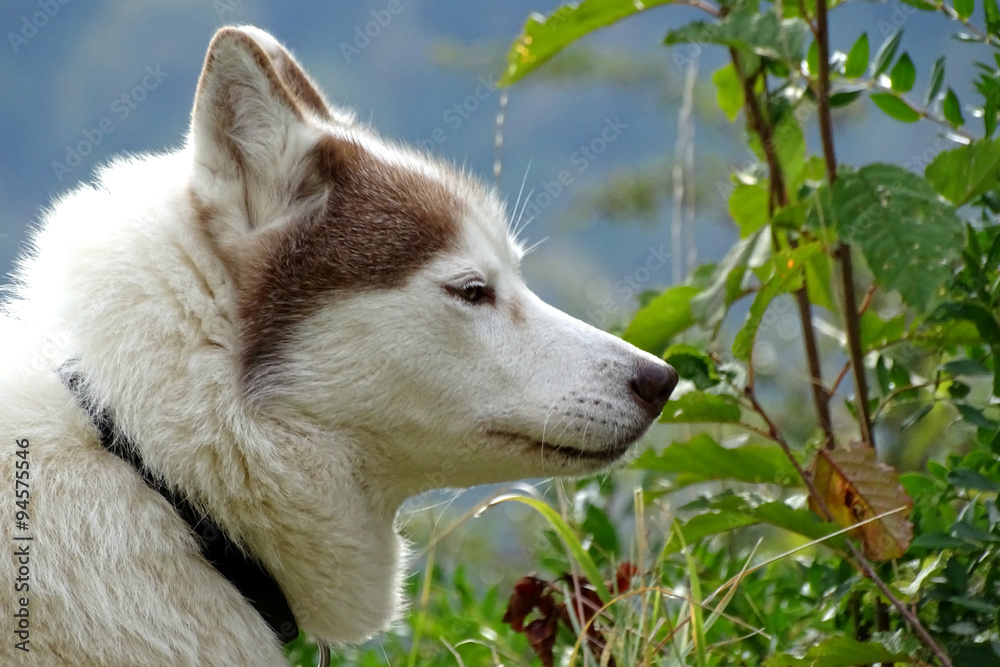 Fototapeta premium Chien de race Husky Sibérien 