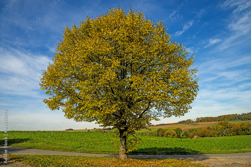 Linde im Herbst