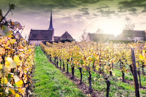 Vászonkép Sunset over vineyards of wine route. France, Alsace