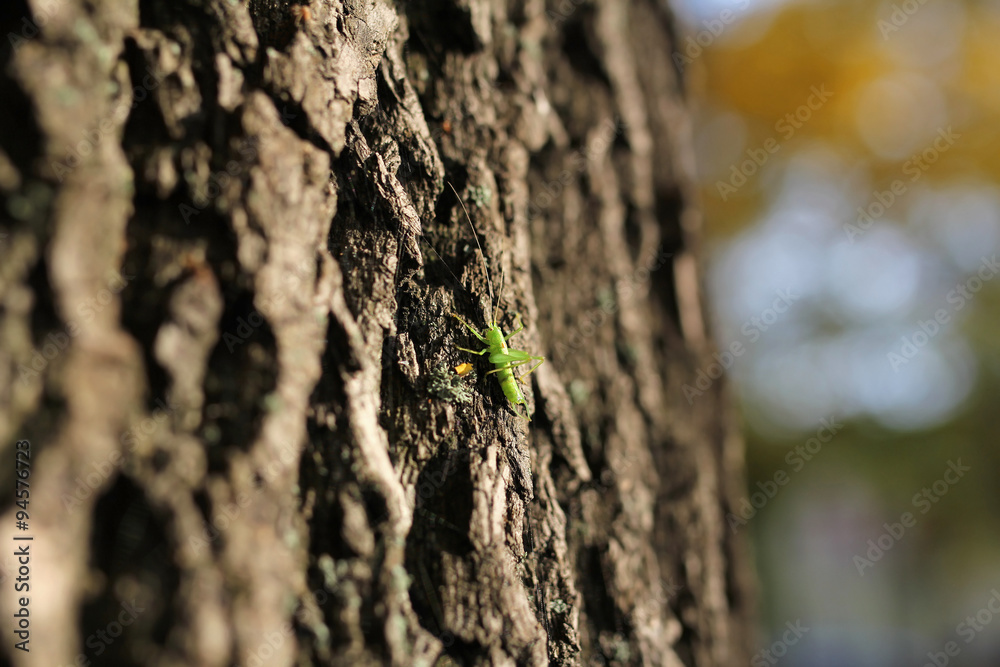 green grasshopper on tree trunk green grasshopper on tree trunk