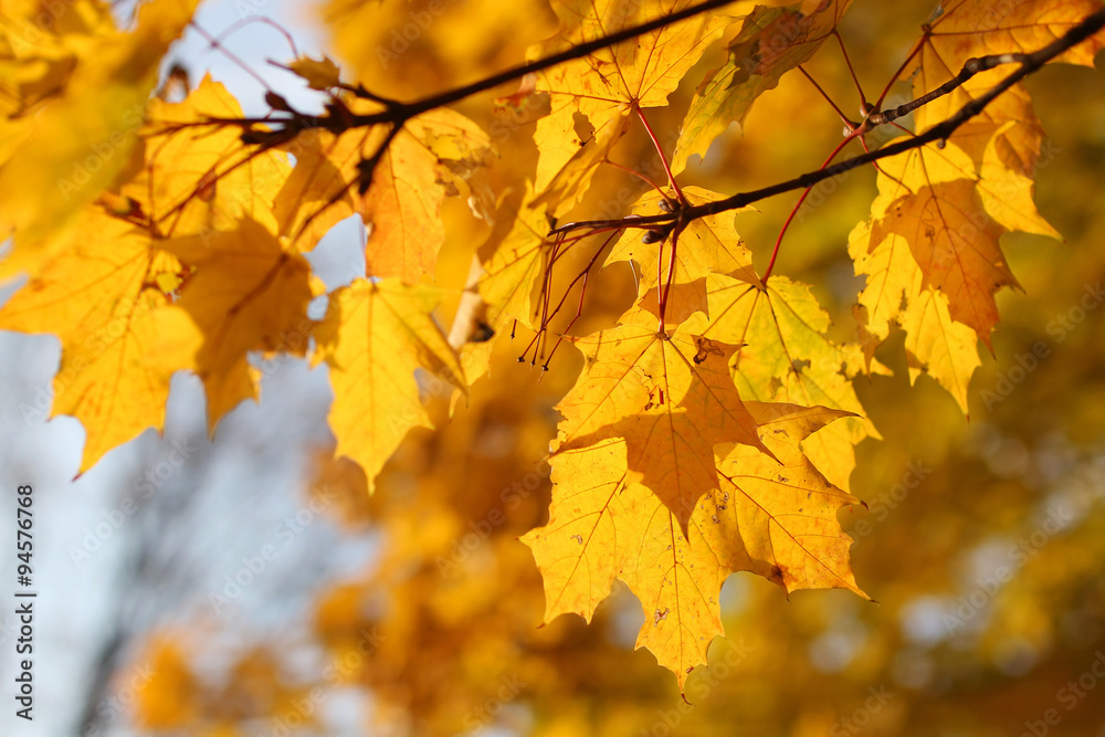 autumn background, maple leaves autumn background, maple leaves