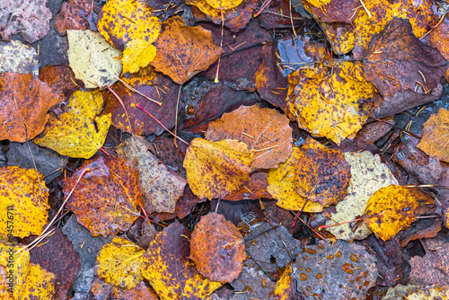 Wet colorful fallen aspen l...