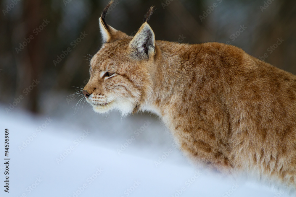 Lynx portrait Lynx portrait