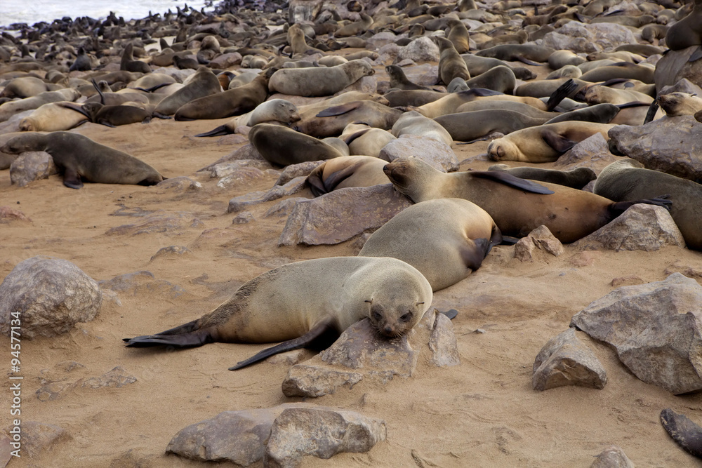 Fototapeta premium Brown fur seal colonies in the foreground young cros Cape, Namibia