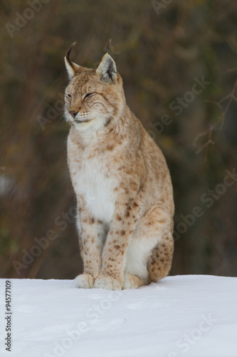 Lynx portrait © digitaldictator
