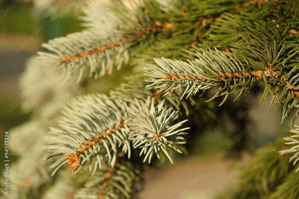 sapin sapin