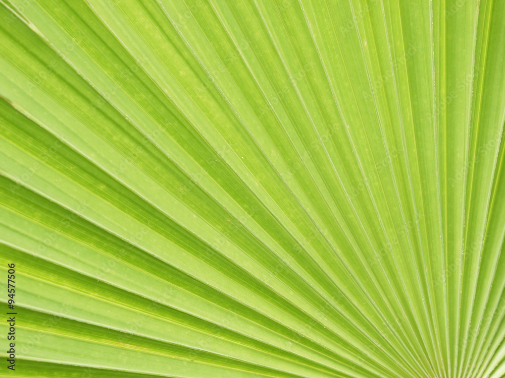Lines and textures of Green Palm leaves Lines and textures of Green Palm leaves