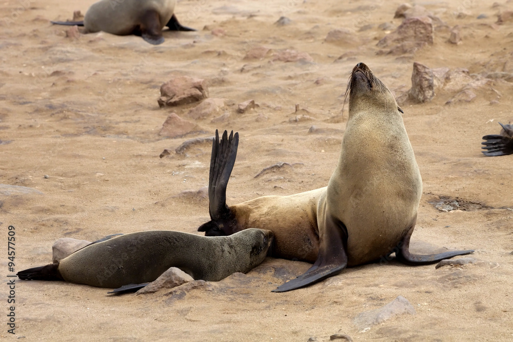 Fototapeta premium milk suckling Brown fur seal, Cape cros, Namibia