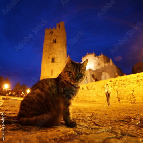 Suspicios sicilian cat photo