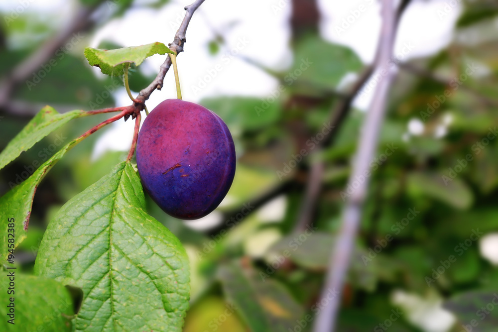 plums on the tree rustic style selective soft focus plums on the tree rustic style selective soft focus