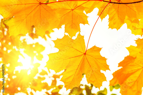 autumn yellow maple leaves