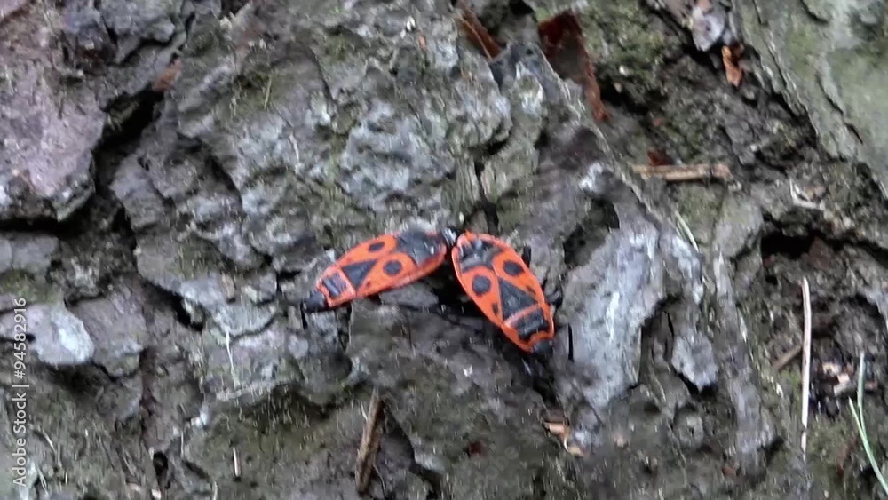 two true bug together on tree bark - closeup two true bug together on tree bark - closeup