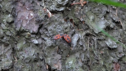 two true bug together on tree bark photo
