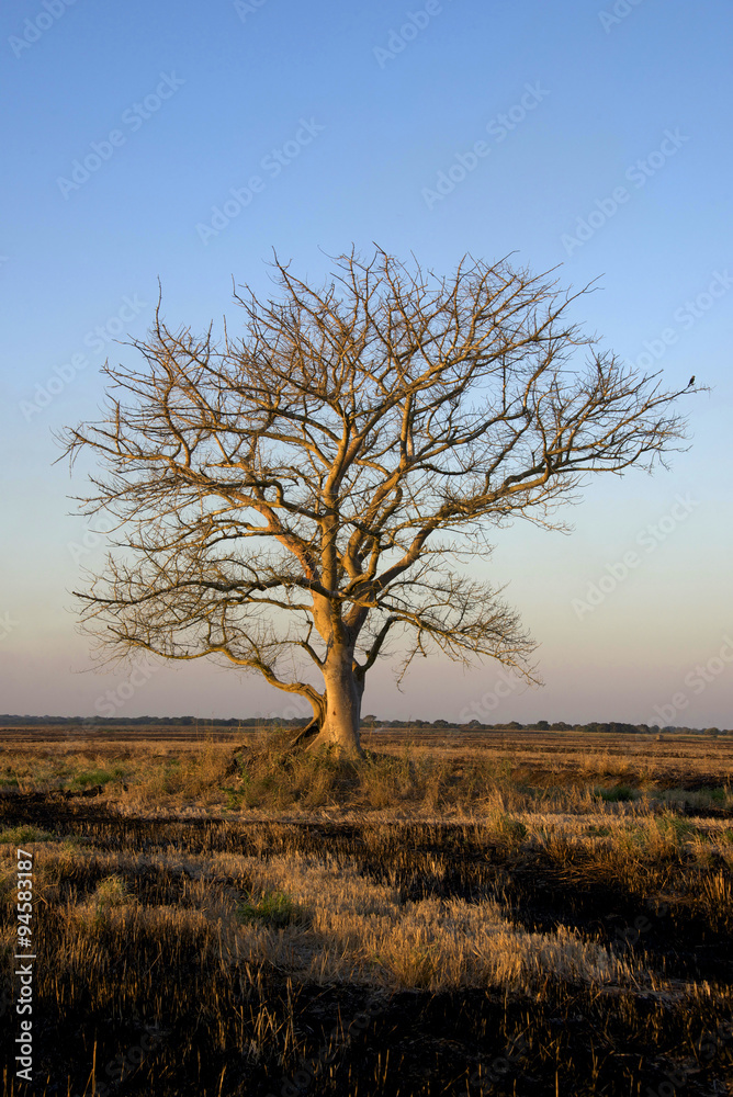 Dramatic Light Over the Dead Tree in the field 