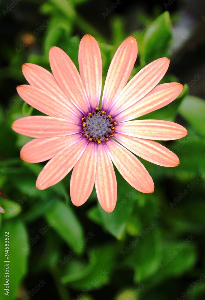 Orange African daisy osteospermum flower in bloom Orange African daisy osteospermum flower in bloom