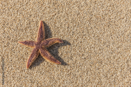 Seestern am Strand