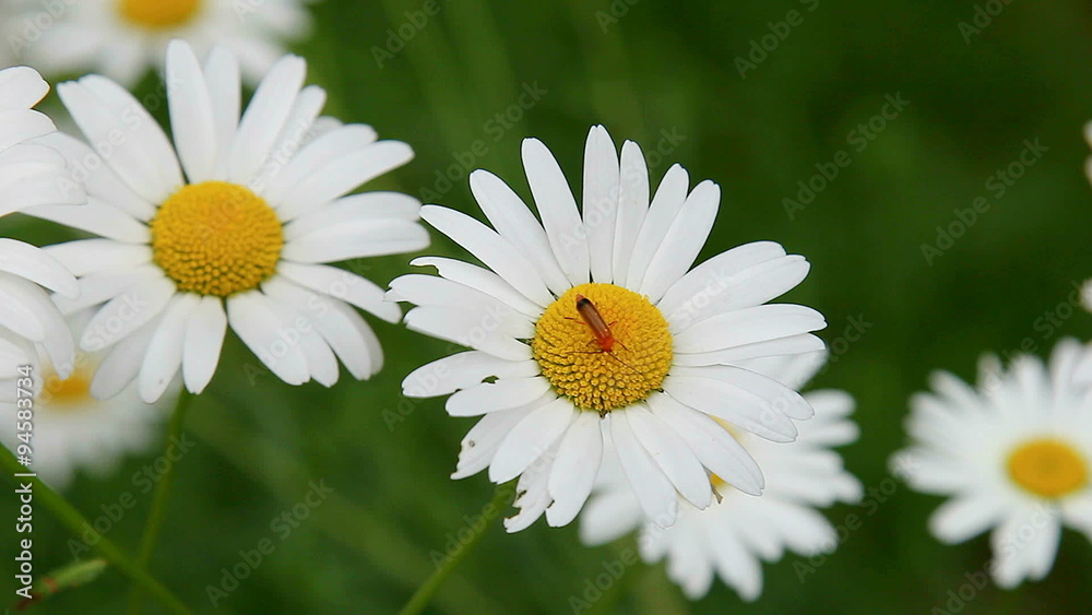 Insect on flower, Chamomile flowers close. Beautiful summer floral meadow, wild flower meadow, botany and biology, video for the background, videofootage nature, beautiful, daisies, Chamomile field.
Insect on flower, Chamomile flowers close. Beautiful summer floral meadow, wild flower meadow, botany and biology, video for the background, videofootage nature, beautiful, daisies, Chamomile field.