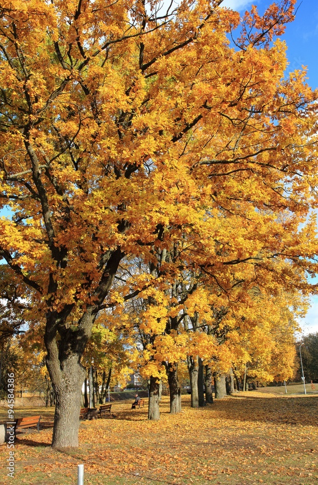Fototapeta premium Trees in Autumn