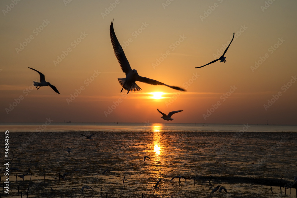 Bird flying silhouette on sunset background