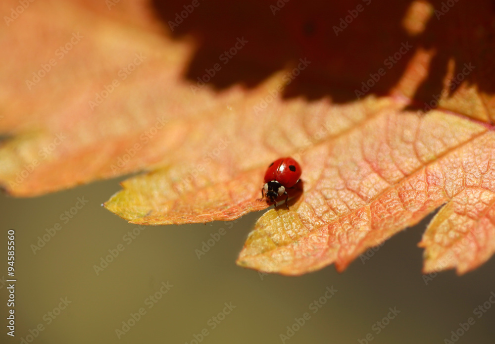 Naklejka premium ladybug on golden leaf