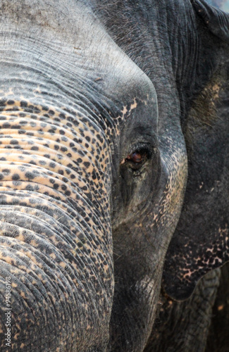 close up portrait of a elephant