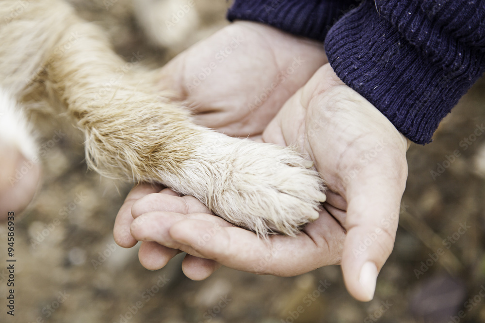 Dog and hand hoof Dog and hand hoof