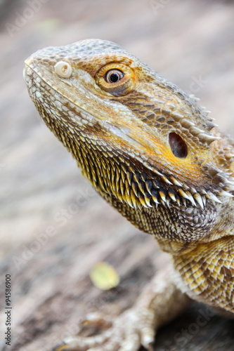 Central bearded dragon