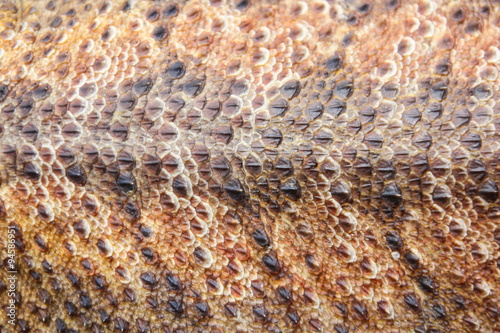 Skin texture of Central bearded dragon