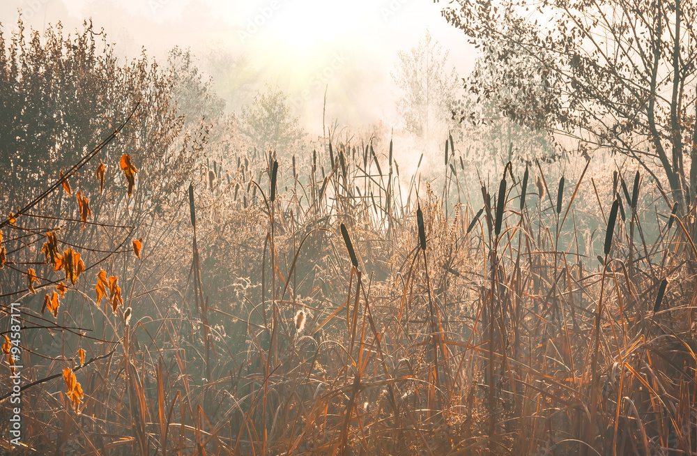 reeds in the marsh early morning autumn reeds in the marsh early morning autumn