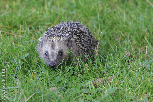 Hedgehog (Erinaceus europaeus)